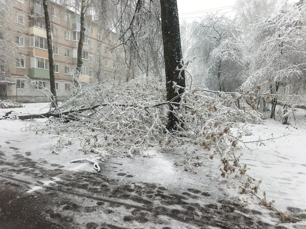 Непогода в Коломне повалила деревья и повредила линии электропередачи