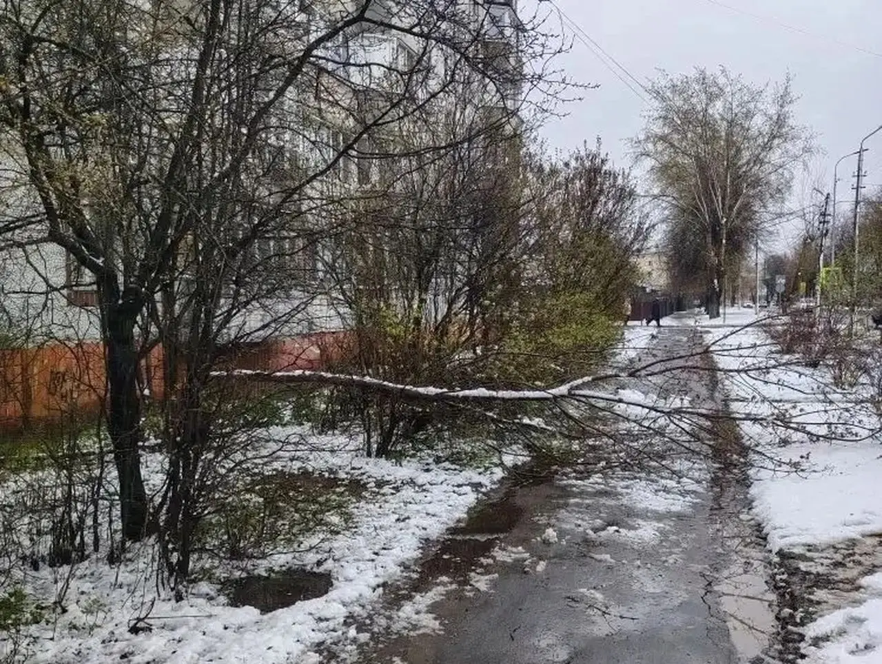 Непогода в Коломне повалила деревья и повредила линии электропередачи
