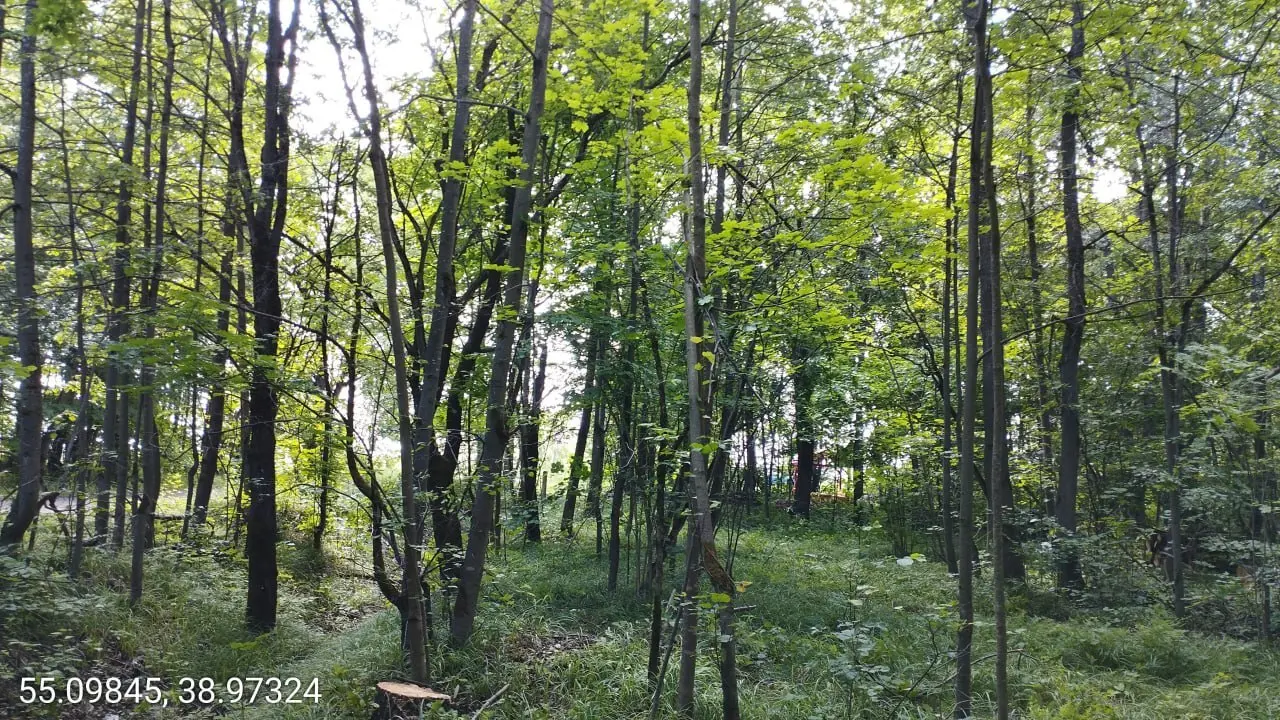В коломенских лесах убрали неликвидную древесину