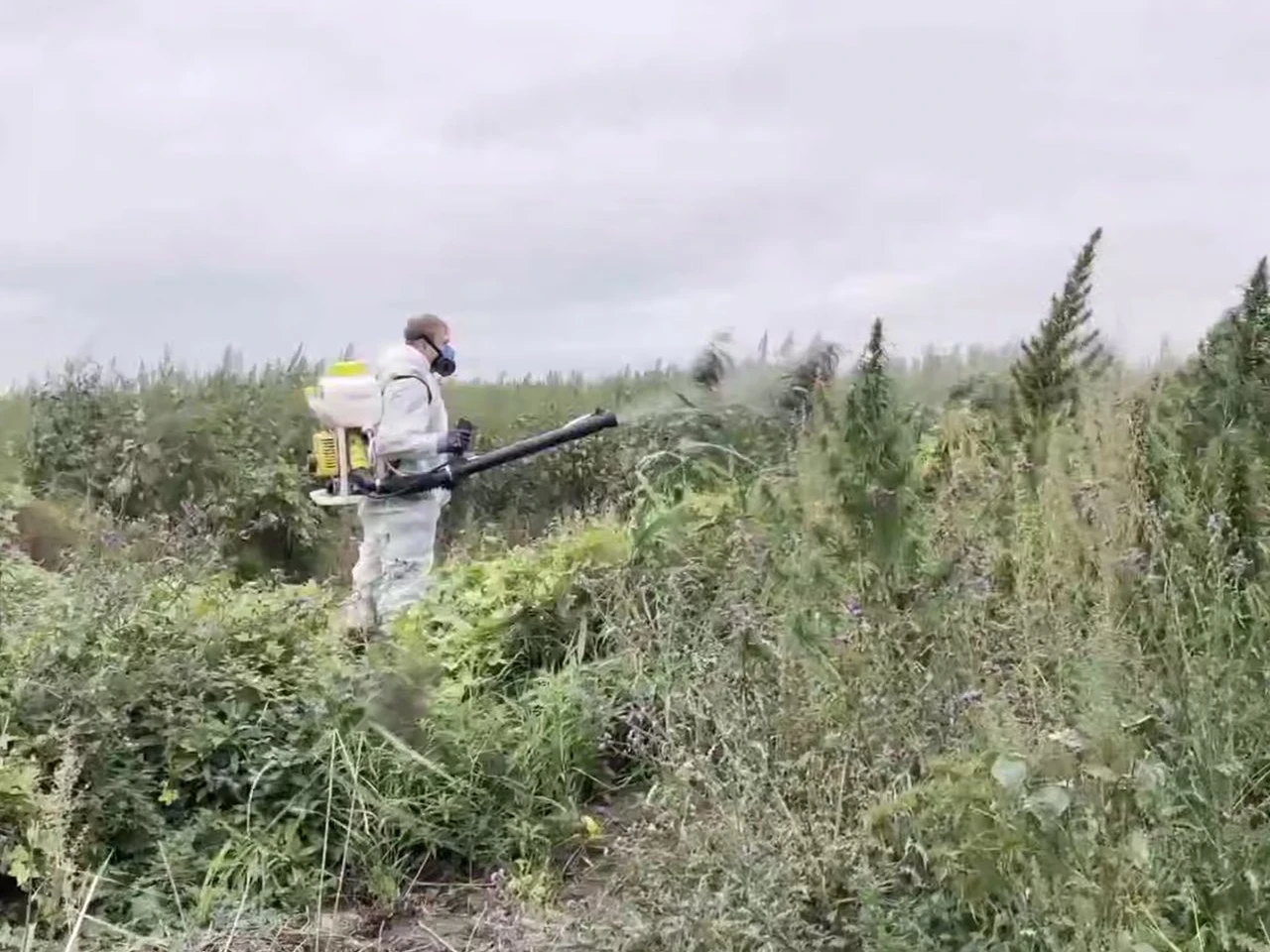 Плантации конопли уничтожили в Коломне