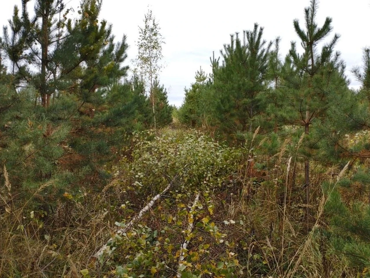 В Коломне проводят рубки ухода для оздоровления леса