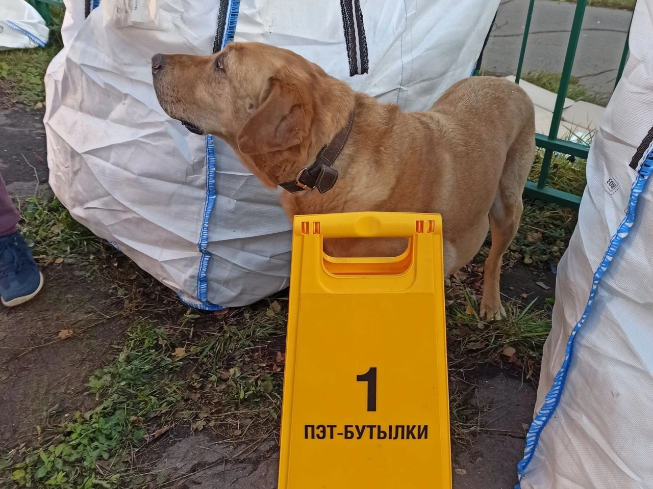 В субботу в Коломне пройдет акция по раздельному сбору вторсырья