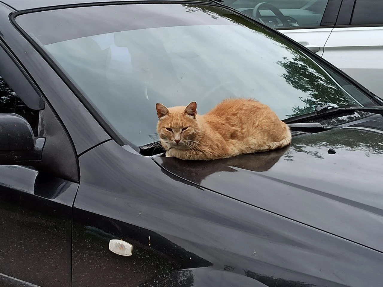 Спасатели напоминают коломенским водителям о риске для животных под капотом автомобиля