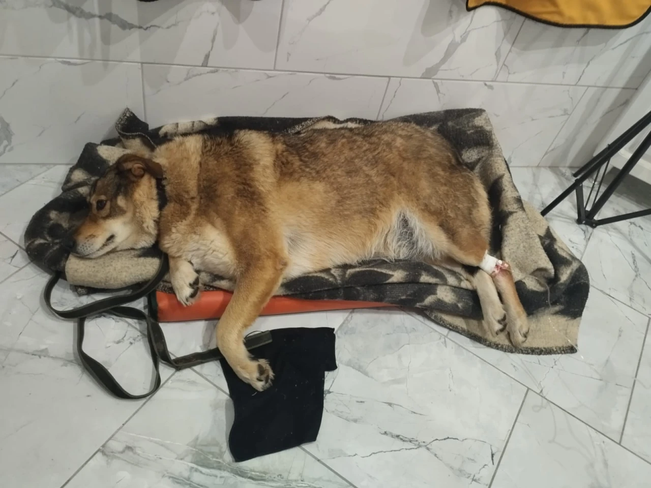 Собаку в Щурове, которую хотели лишить дома, отравили