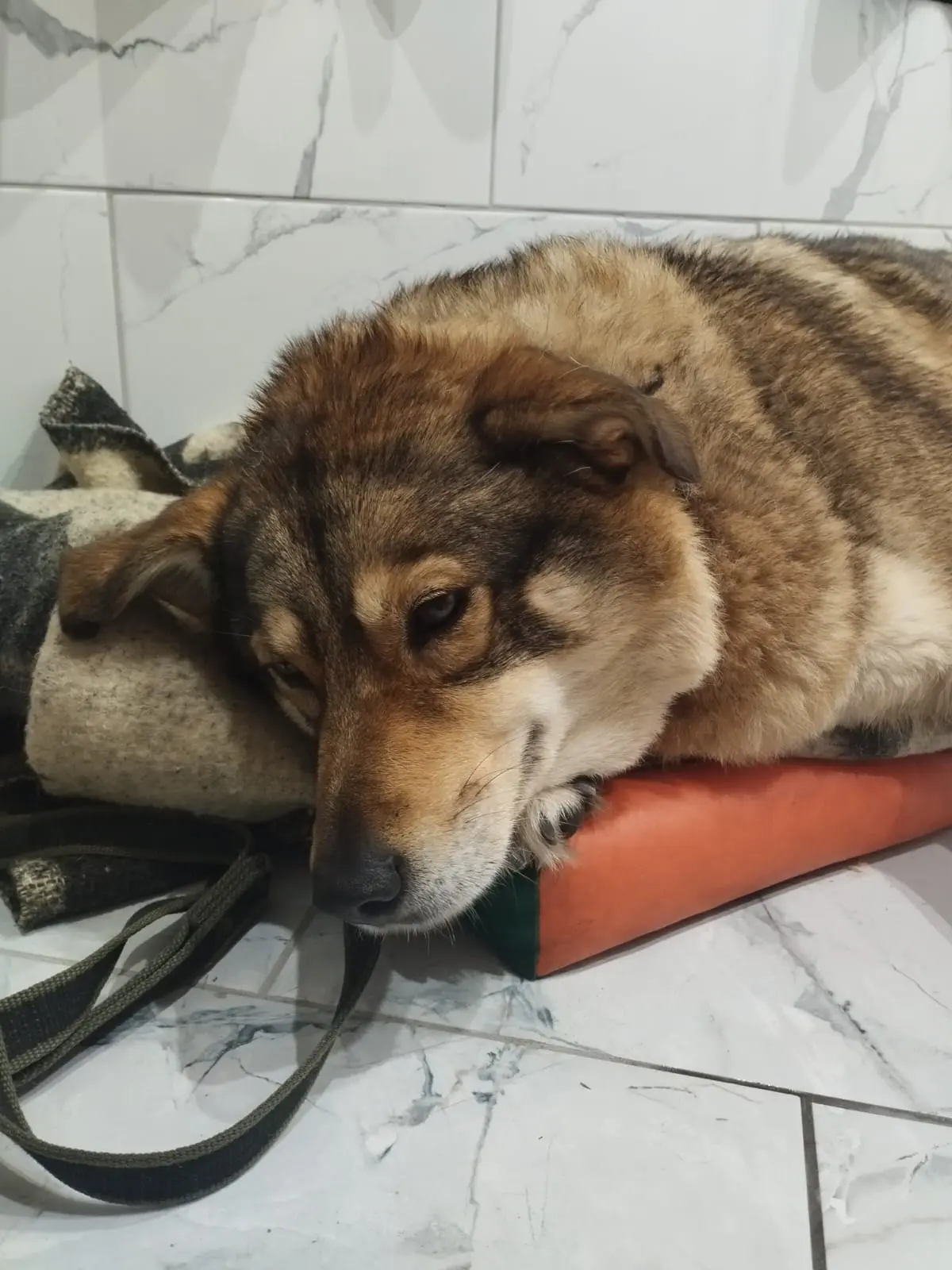 Собаку в Щурове, которую хотели лишить дома, отравили Собаку в Щурове, которую хотели лишить дома, отравили