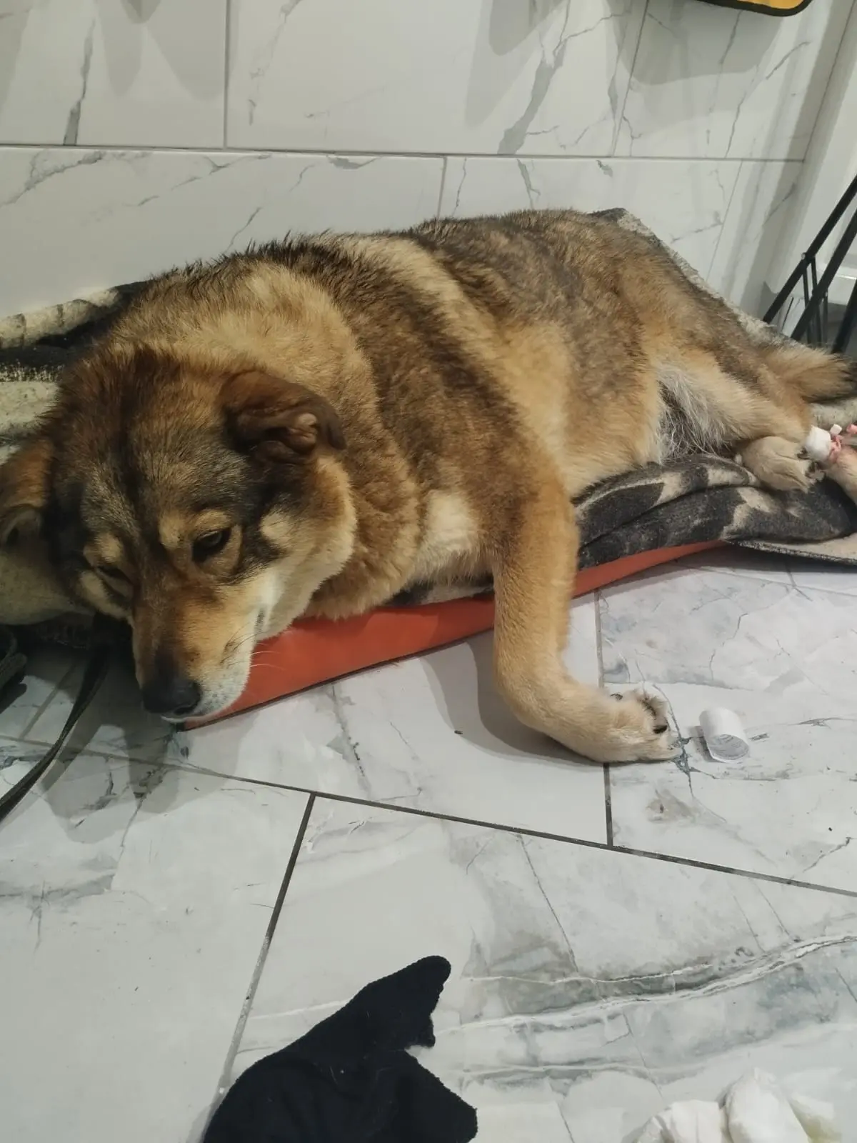 Собаку в Щурове, которую хотели лишить дома, отравили Собаку в Щурове, которую хотели лишить дома, отравили