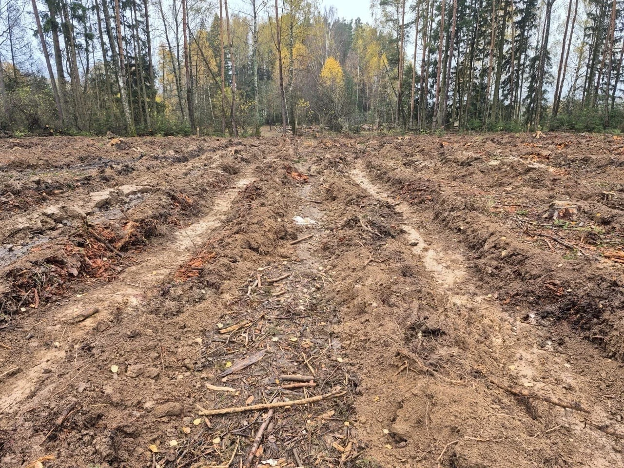 В коломенских лесах подготовили участки под будущие посадки
