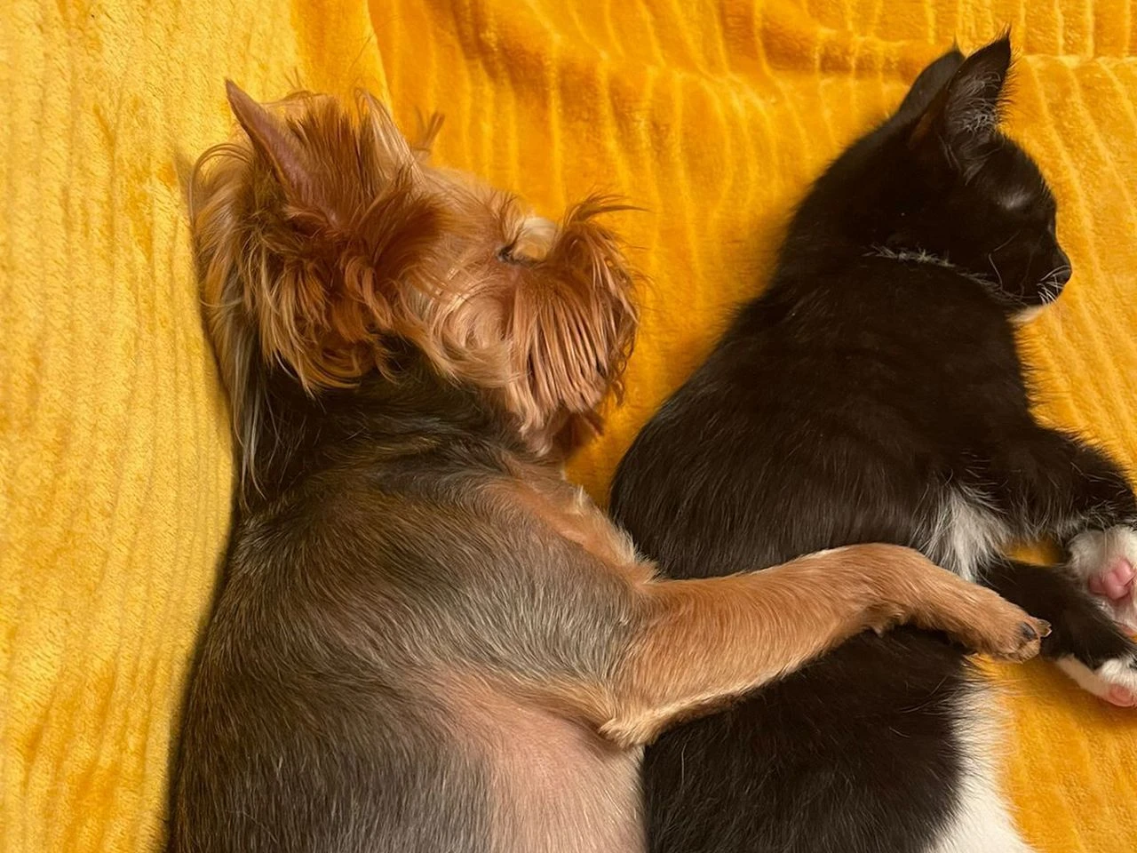 В Подмосковье упростили процедуру регистрации домашних животных