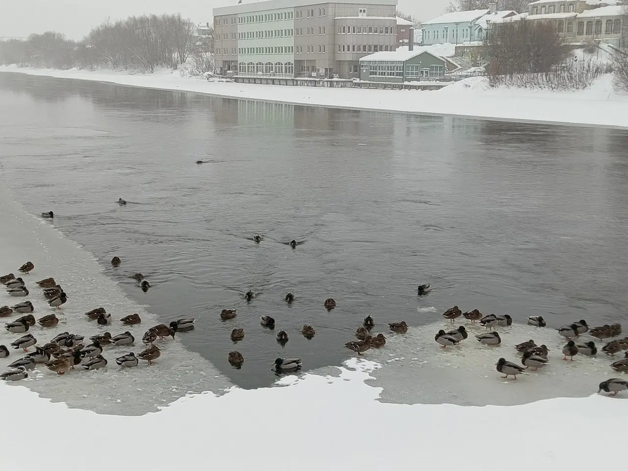 На Москве-реке в Коломне снова зимуют стаи уток