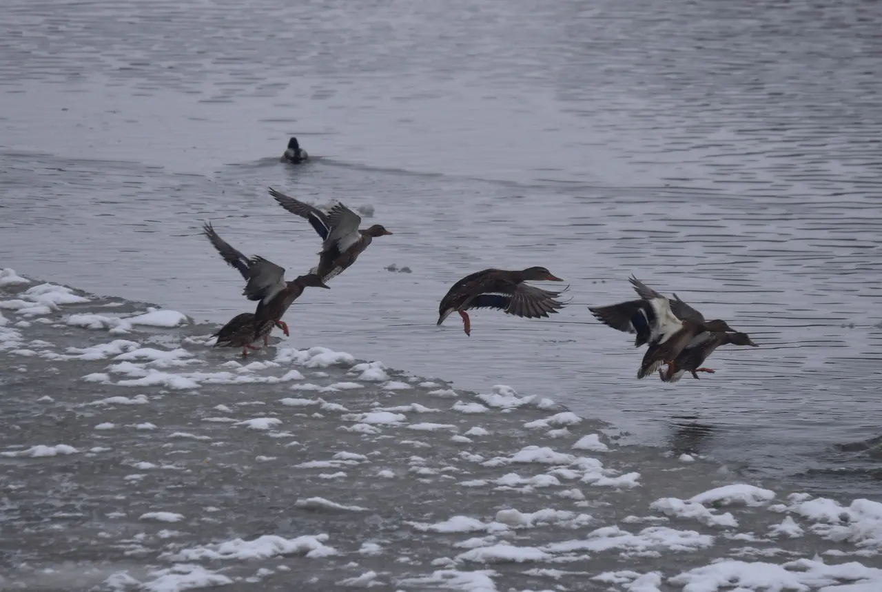 На Москве-реке в Коломне снова зимуют стаи уток