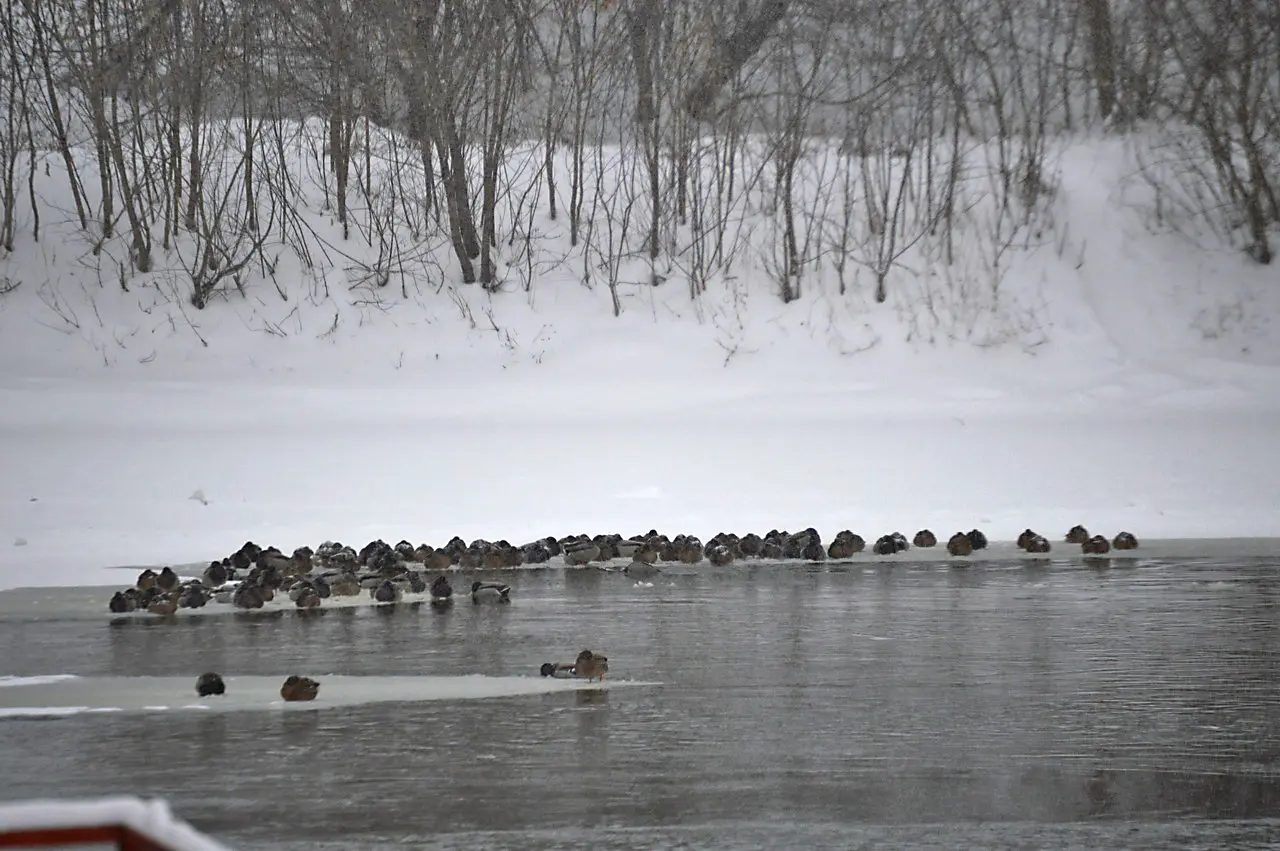 На Москве-реке в Коломне снова зимуют стаи уток