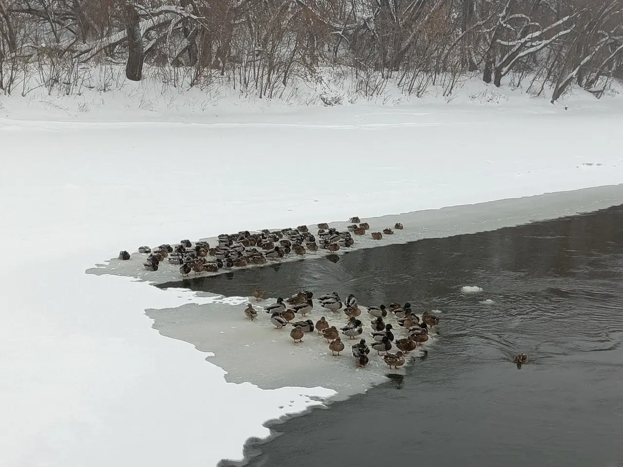 На Москве-реке в Коломне снова зимуют стаи уток